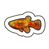 Lava Mosquitofish